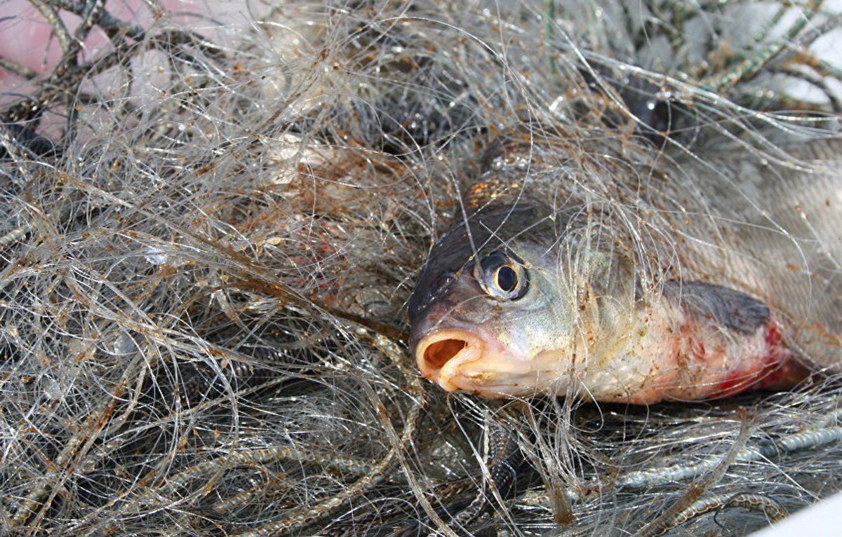 В Алматинской области браконьеры выловили рыбу на 17 млн тенге