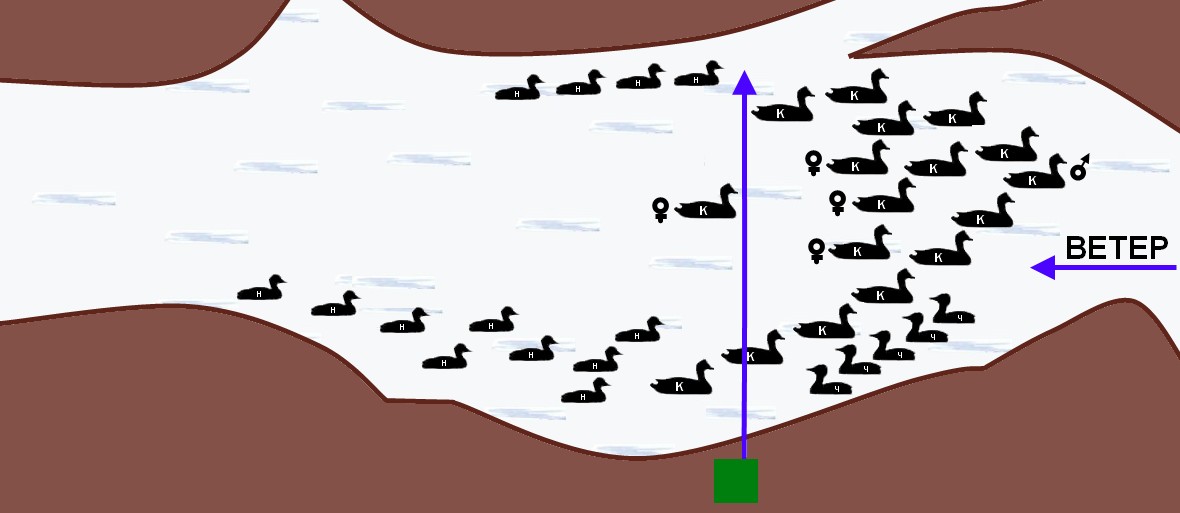 Схема расстановки чучел гусей на болоте