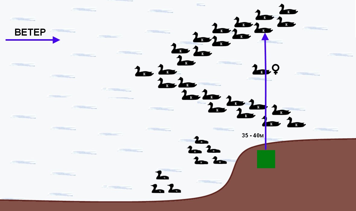 Схема расстановки чучел гусей