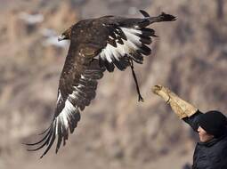 A Kazakh hunter releases his tamed golden eagle during an annual hunting competition in Chengelsy Gorge east of Almaty