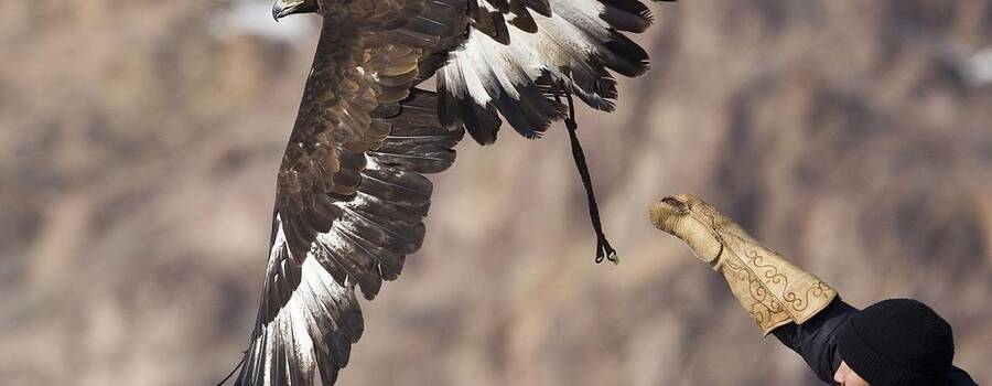 A Kazakh hunter releases his tamed golden eagle during an annual hunting competition in Chengelsy Gorge east of Almaty
