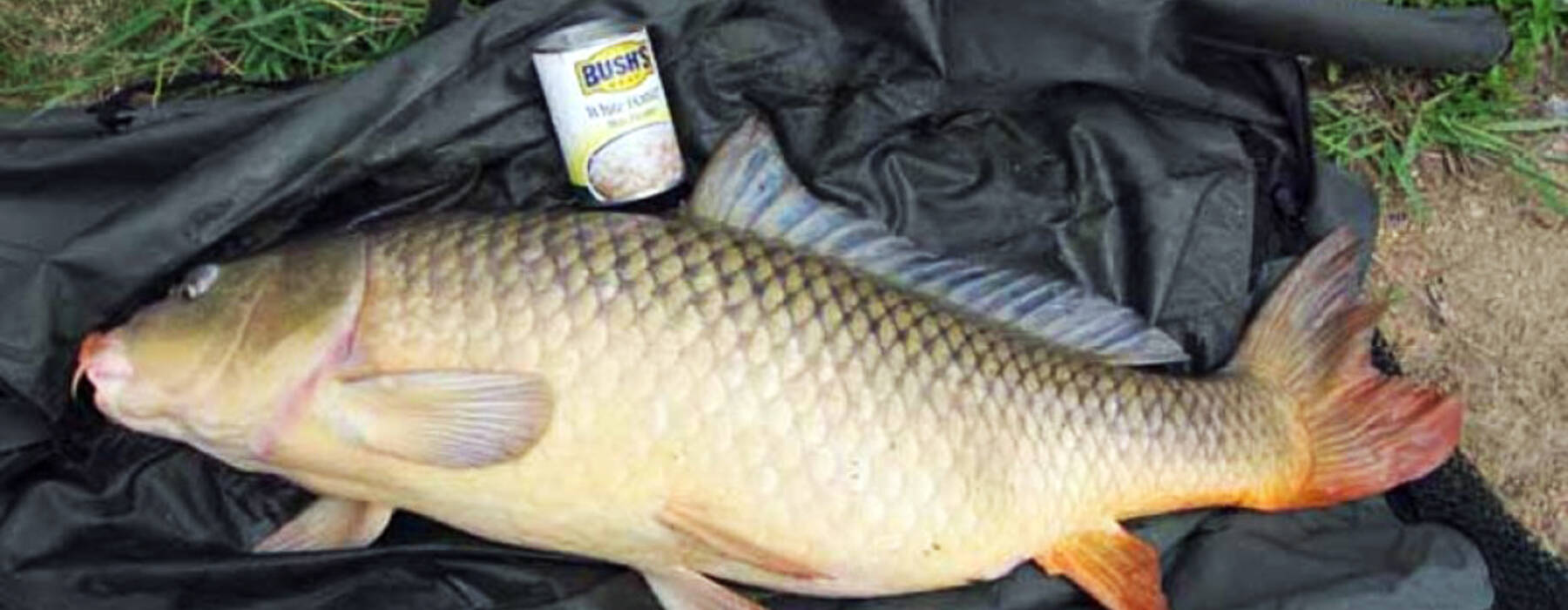 Сазан (Cyprinus Carpio). Карп сазан язь. Карп (Cyprinus Carpio). Рыбалка на сазана.